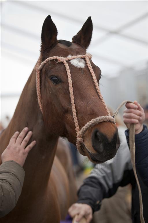 polo magazine photography of morgane delfosse bmw polo masters the polo magazine photos polo 84